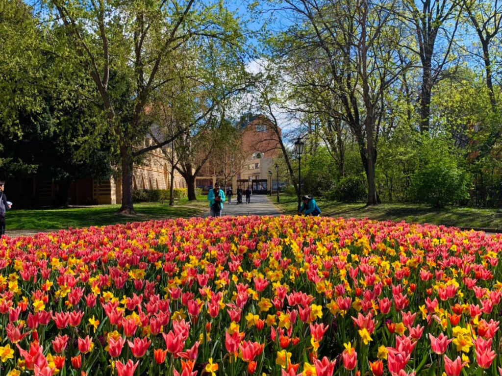 A field with blooming flowers in Havlíčkovy Sady