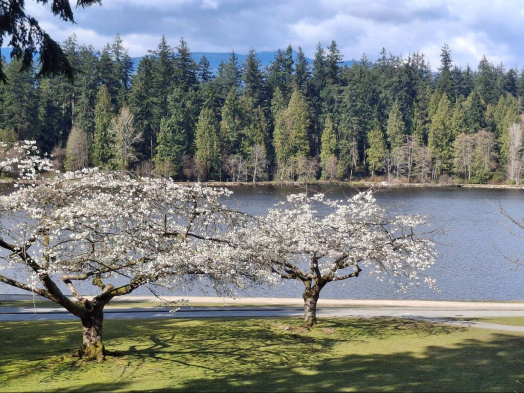 View of the cherry blossoms trees near the Lost Lagoon in Stanley Park