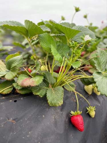 Closeup look of the strawberries on the vine