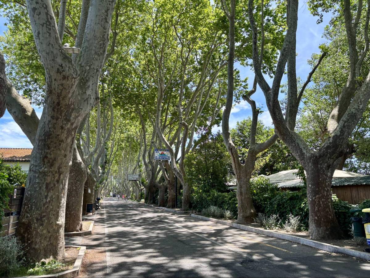 View of the Tree-lined streets in Bolsena