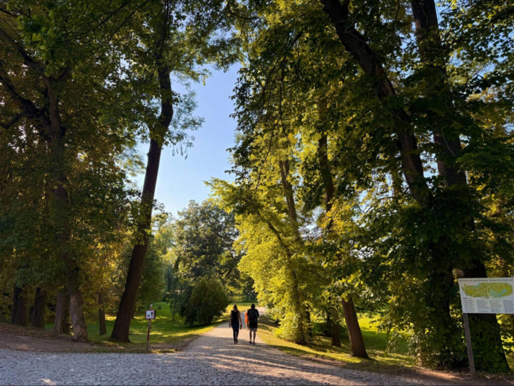 A couple walking along the road surrounded by tall trees in Stromovka