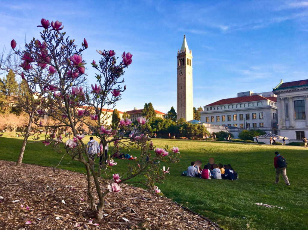 The students relaxing at the lawn and a blooming tree at UC Berkeley Campus