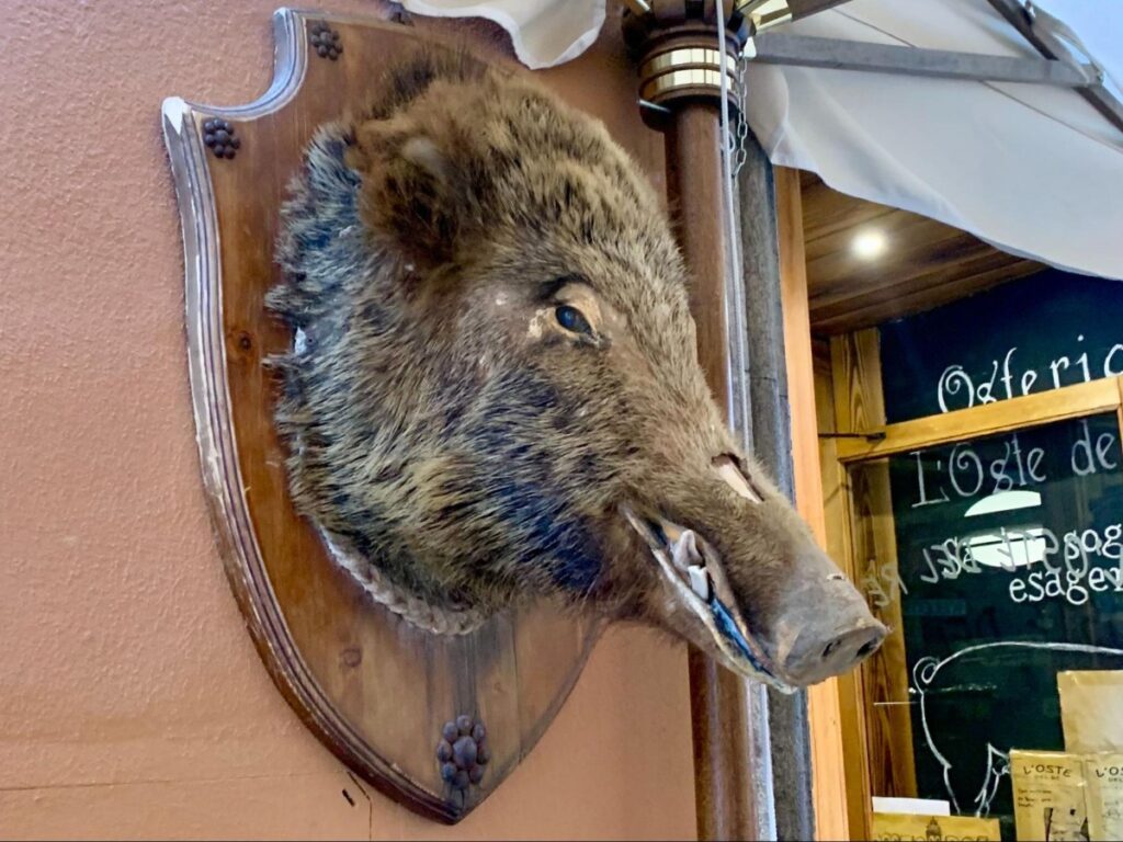 A stuffed boar on display at a Orvieto restaurant