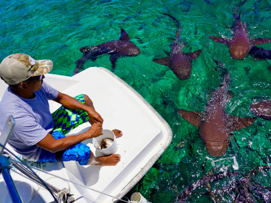 A man feeding the sharks in Caye Caulker