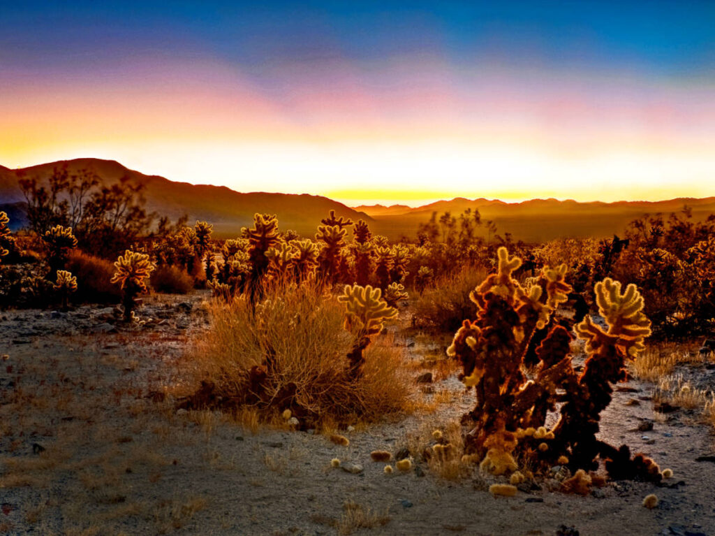 Scenic view of the sunrise over the Joshua Tree