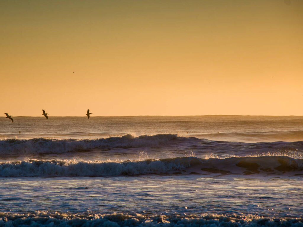 Scenic sunrise with the birds flying over the Mayport Beach