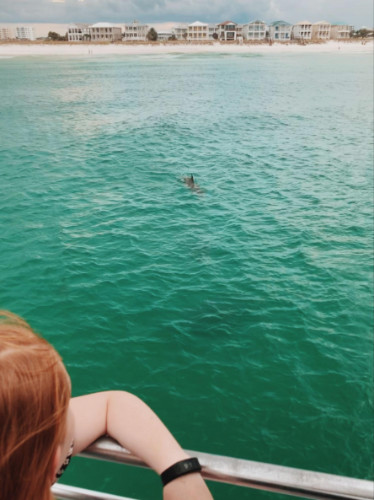 Author Allie looking at the dolphin from the boat
