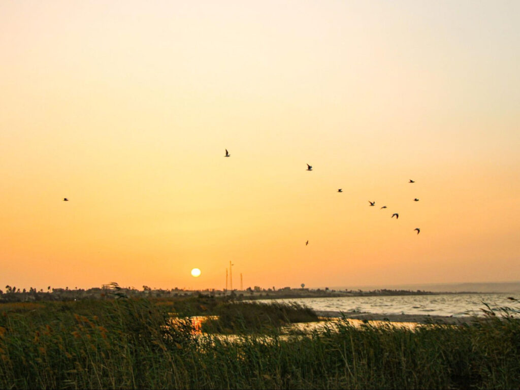 A flock of birds over the the shores of Lake Qarun in Fayoum Oasis at sunset