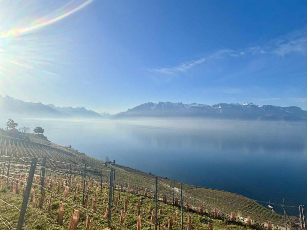 The sunrays over the vineyard with view of the lake
