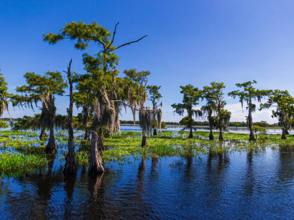 View of the Swamp in Everglades National Park