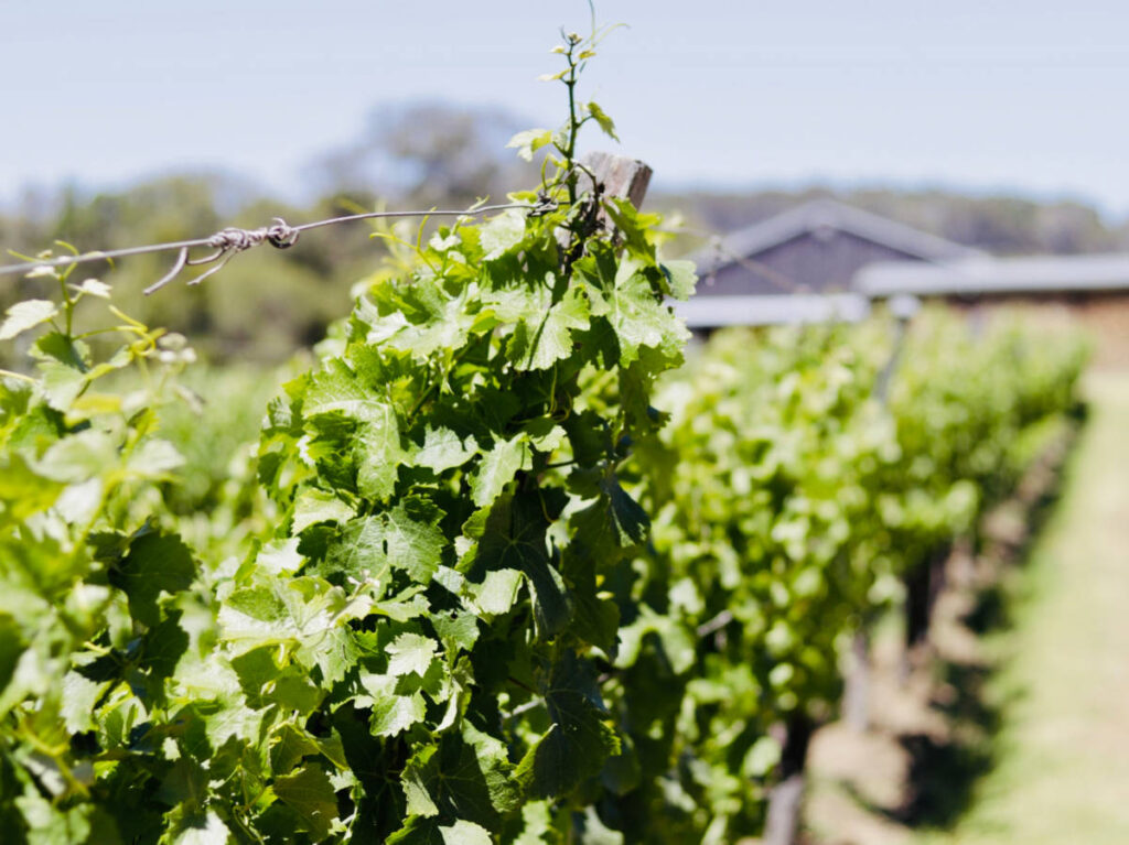 View of the vineyard in Swan Valley Winery