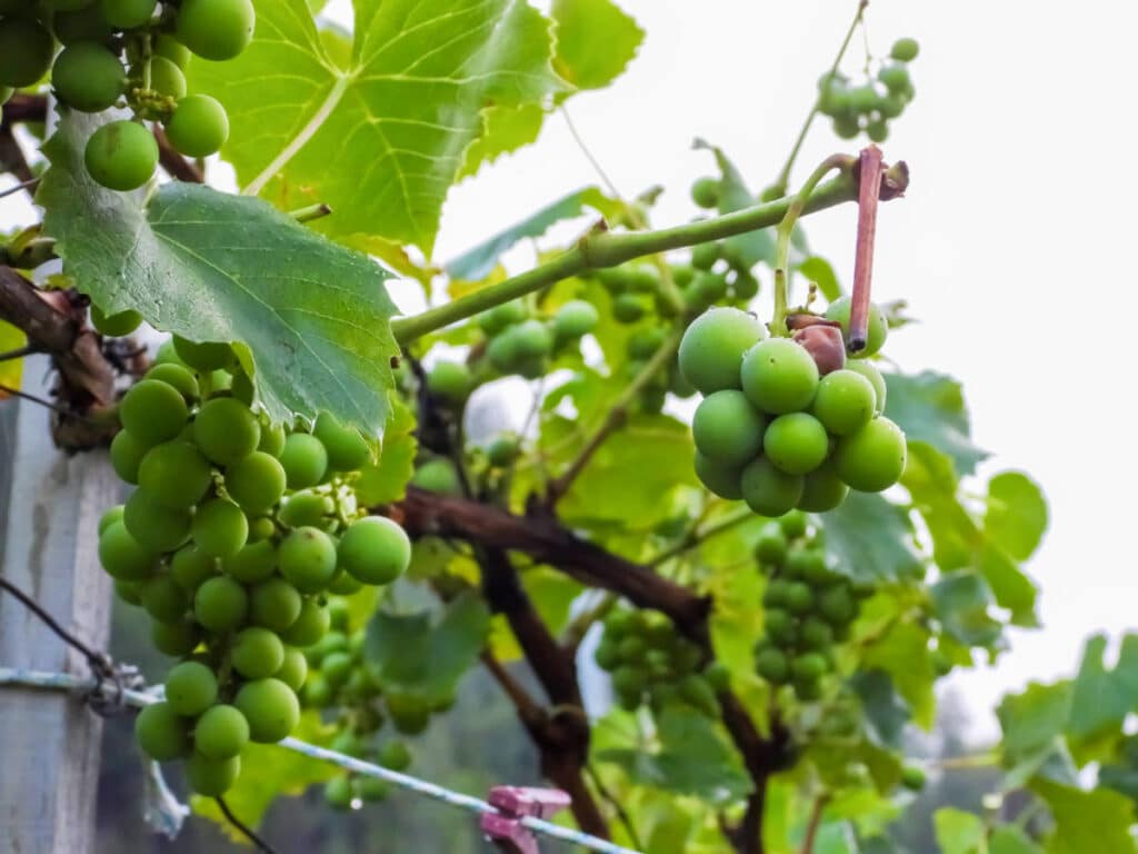Close up view of green grapes on a vine in Sycamore Ranch Winery