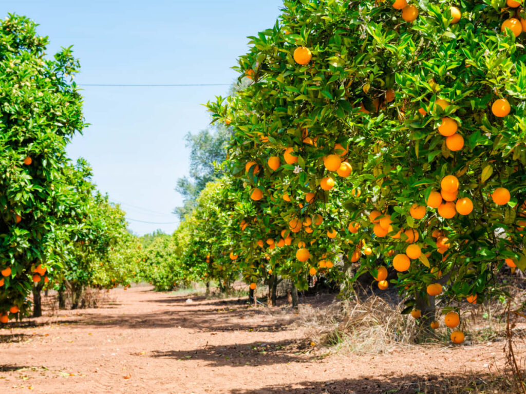 Close up of orange trees, Ojai Pixie Month
