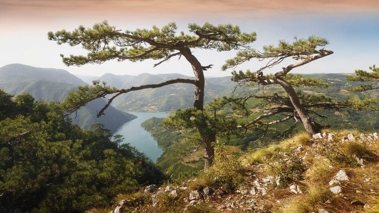 View of wonderful tree near mountains and river