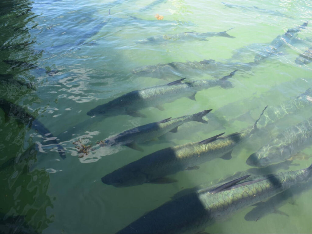 View of the tarpons in the Water