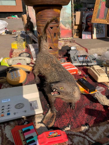 A taxidermy animal for sale at Souq Diana