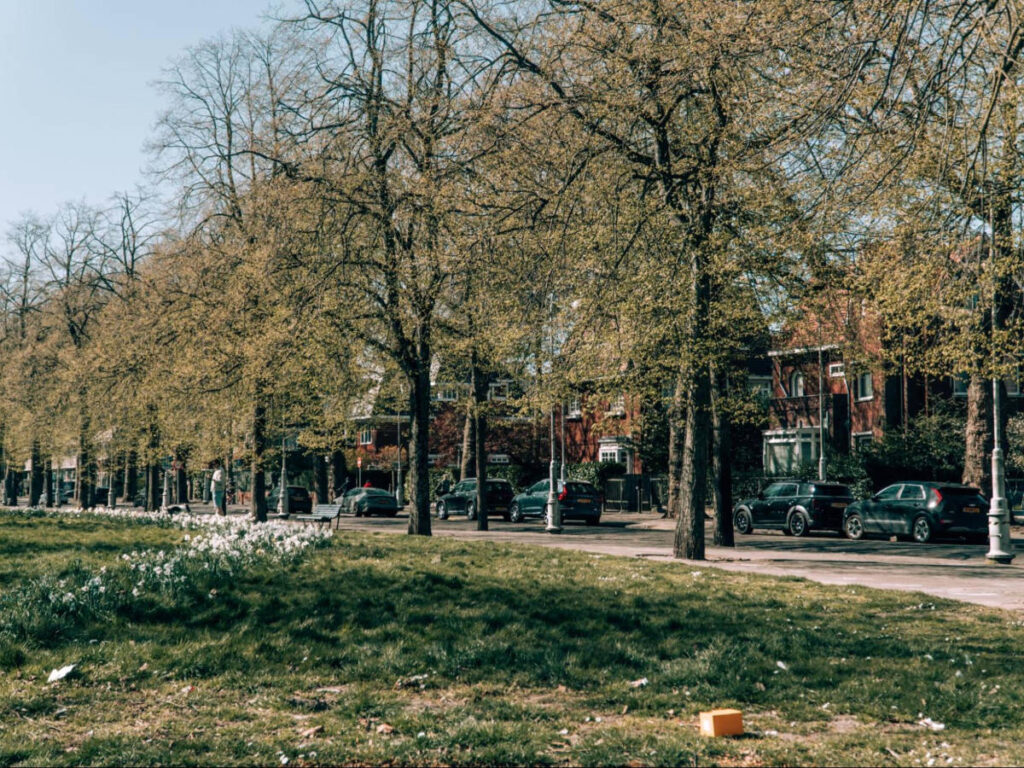 View of the lined trees at The Apollolaan