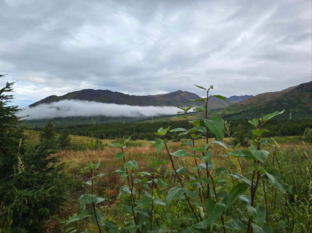 View of the Chugach State Park surrounded by lush greenery