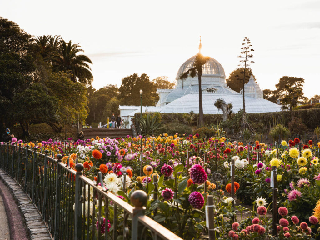 View of the flowers at Dahlia garden at the Conservatory of Flowers