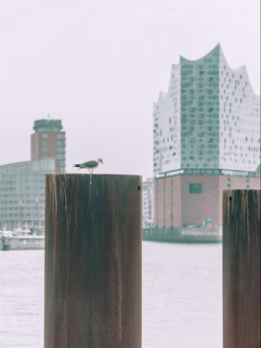 A bird on the wood with the Elbphilharmonie and Hamburg skyline in the background
