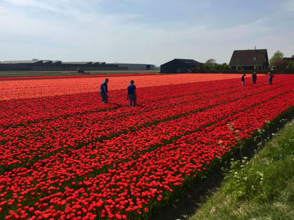 Red tulip fields in the Netherlands at The Keukenhof