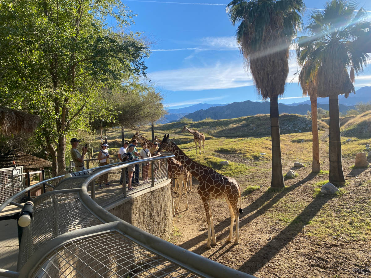 People visiting and taking pictures with the giraffes at The Living Desert Zoo and Gardens