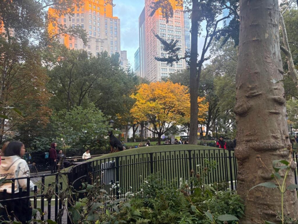 View of a dog at Madison Square Park