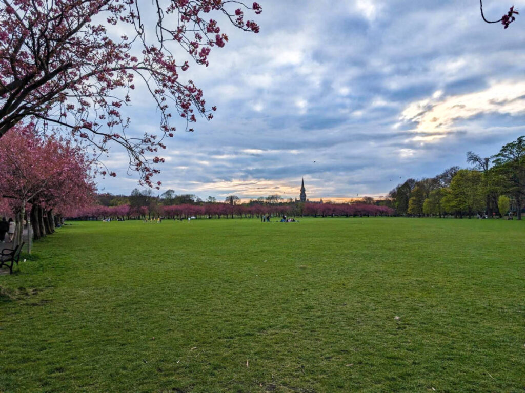 View of the pink trees around the vast green field of The Meadows at sunset
