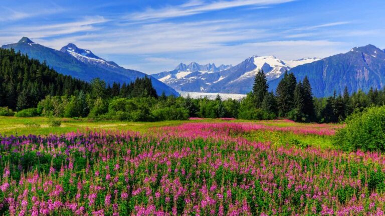 A field of pink flowers with the majestic Mendenhall Glacier mountains in the background