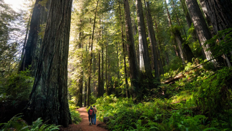 Hikers trekking through Redwood National Park