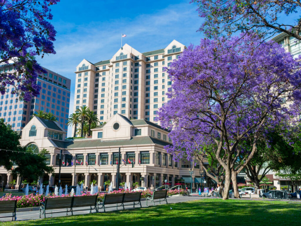 Jacaranda trees bloom with iconic Fairmont hotel or Signia by Hilton in background