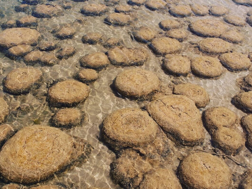 Closeup look of the thrombolites on the water