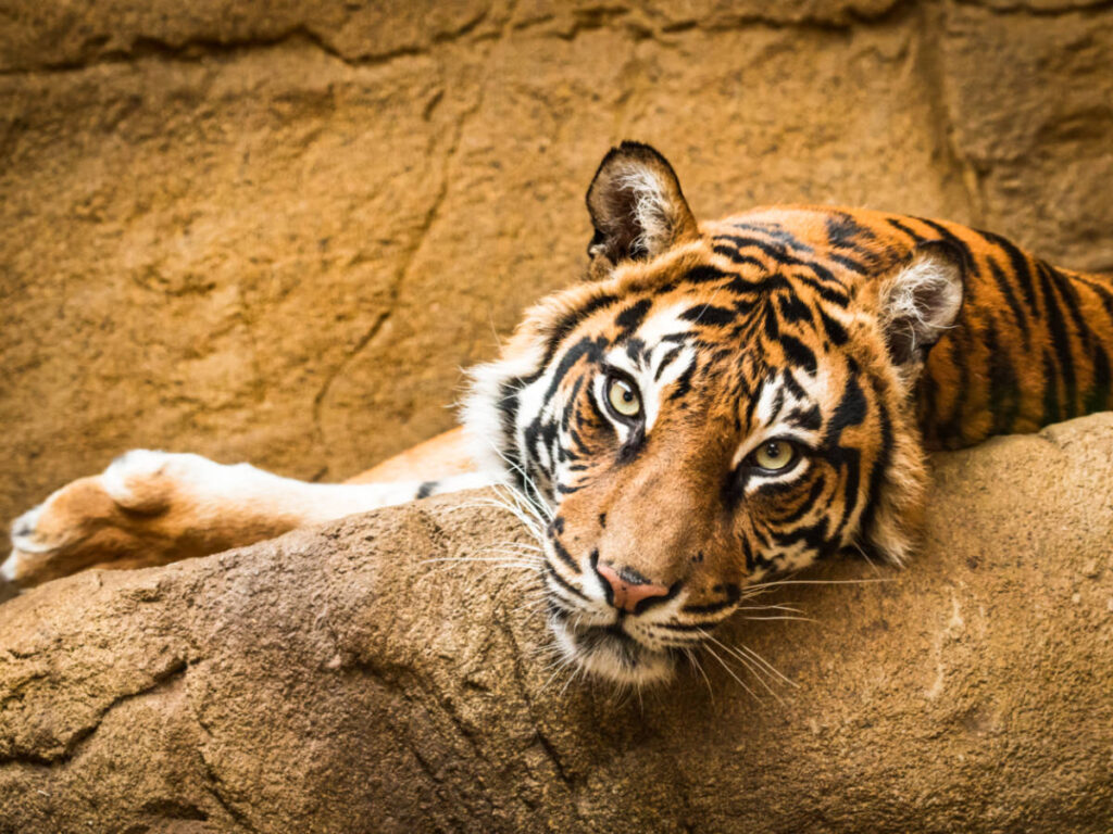Closeup look of a tiger watching closely to the camera while lying