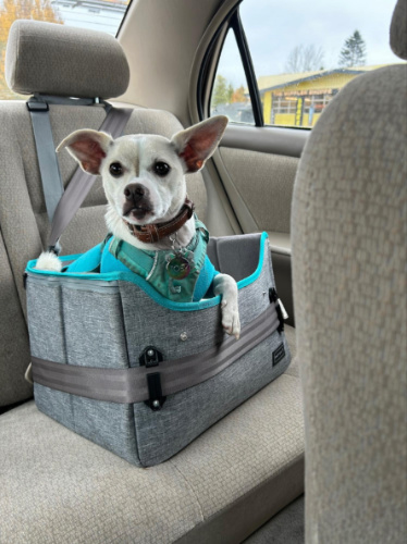 The author's dog, Toby, sitting on a dog car seat