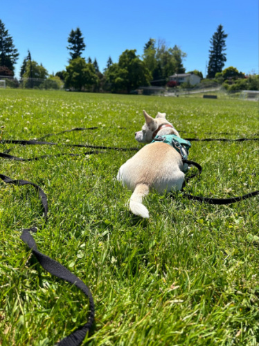 The author's dog, Toby, lying on the field with his leash spread out