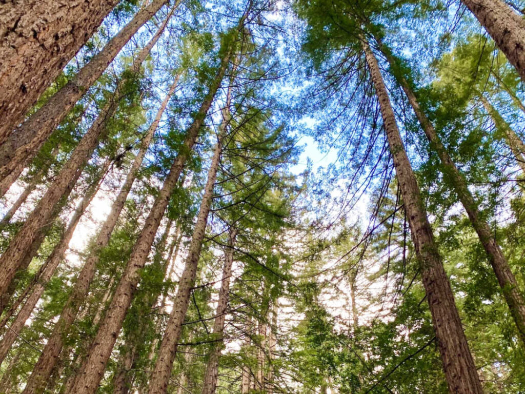 View of the tops of the redwood trees in Oakland’s Reinhardt Redwood Regional Park