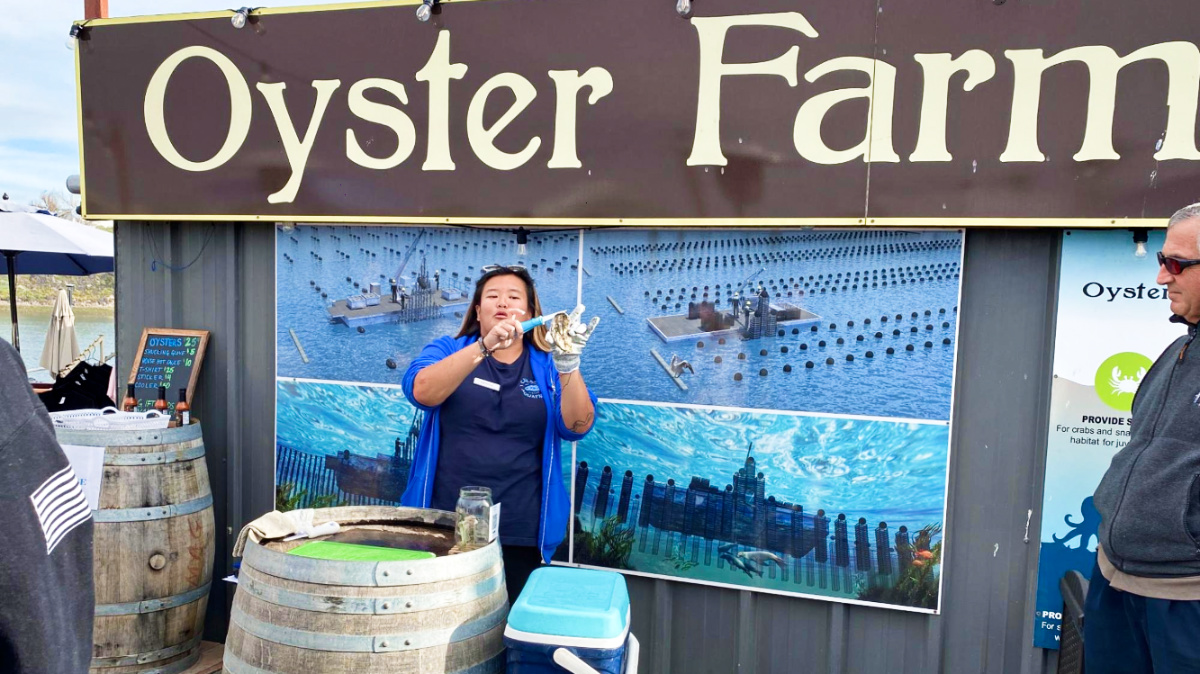 A tour guide showing the oysters at the Oyster Farm