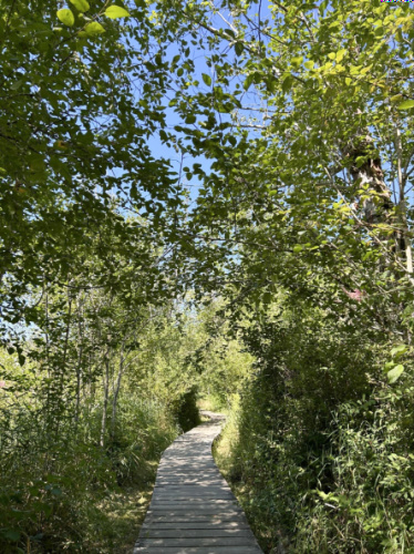 View of the trail surrounded by greenery at Millersylvania State Park