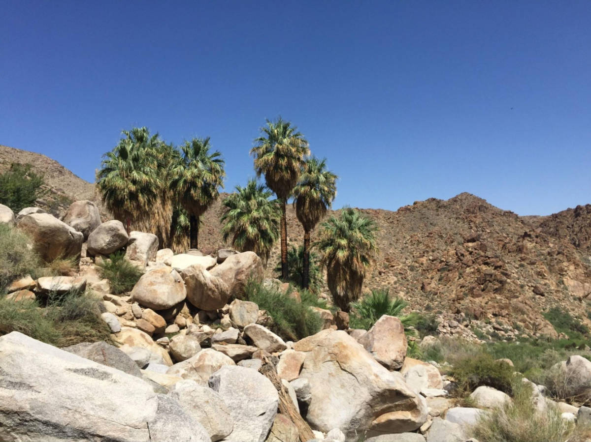 View of the Joshua trees and the clear blue sky at the trail of Fortynine Palms Oasis
