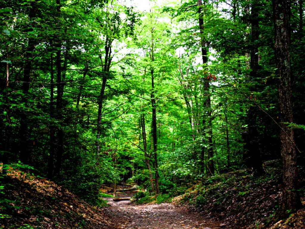 A trail in the middle of the forest in Talcott Mountain State Park