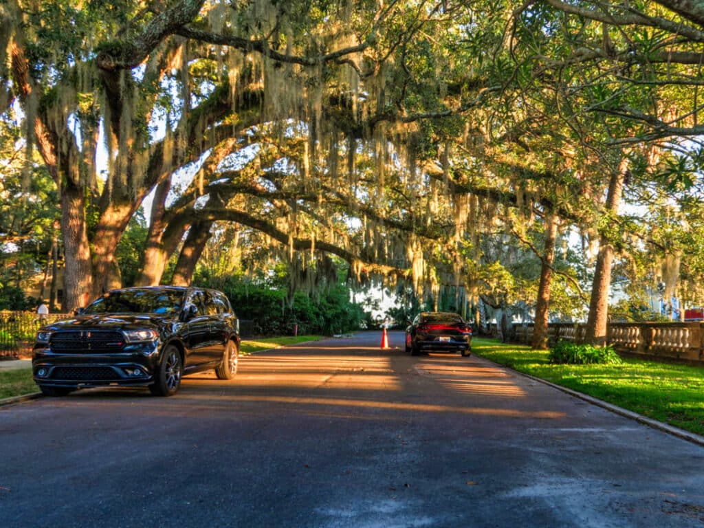 View of the tree canopy over the passing cars at the Riverside