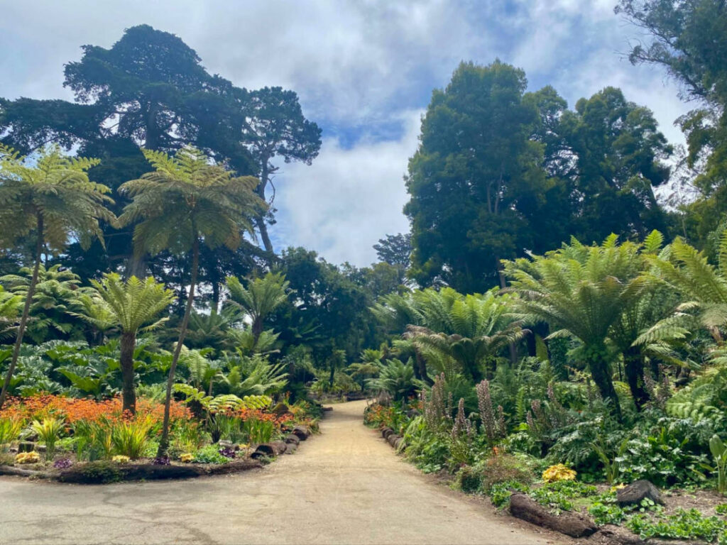 View of plants at the Tree Fern Dell & Lily Pond