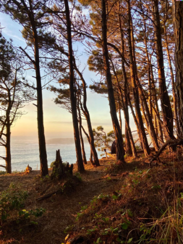 View of the tree-lined bluffs overlooking the ocean at sunset