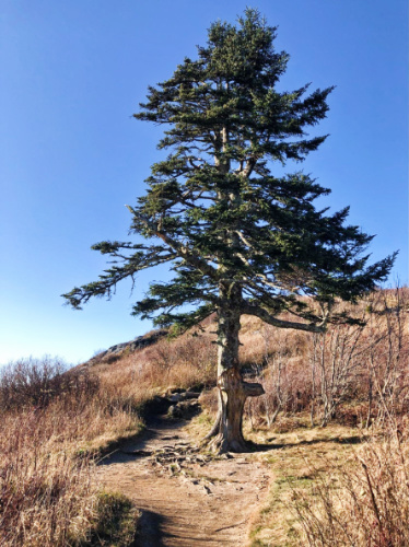 Clear blue sky over a tree at the Art Loeb Trail