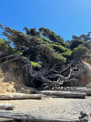 View of the Tree of Life along the coastline of Kalaloch