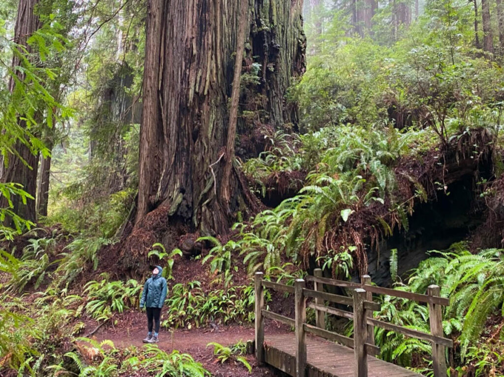Editor Laura McFarland standing underneath towering redwood trees in Redwood National Park