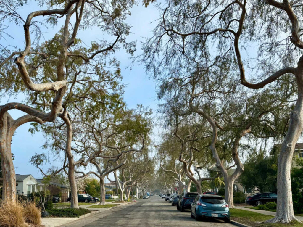 A scenic street bordered by trees and parked cars in Culver City