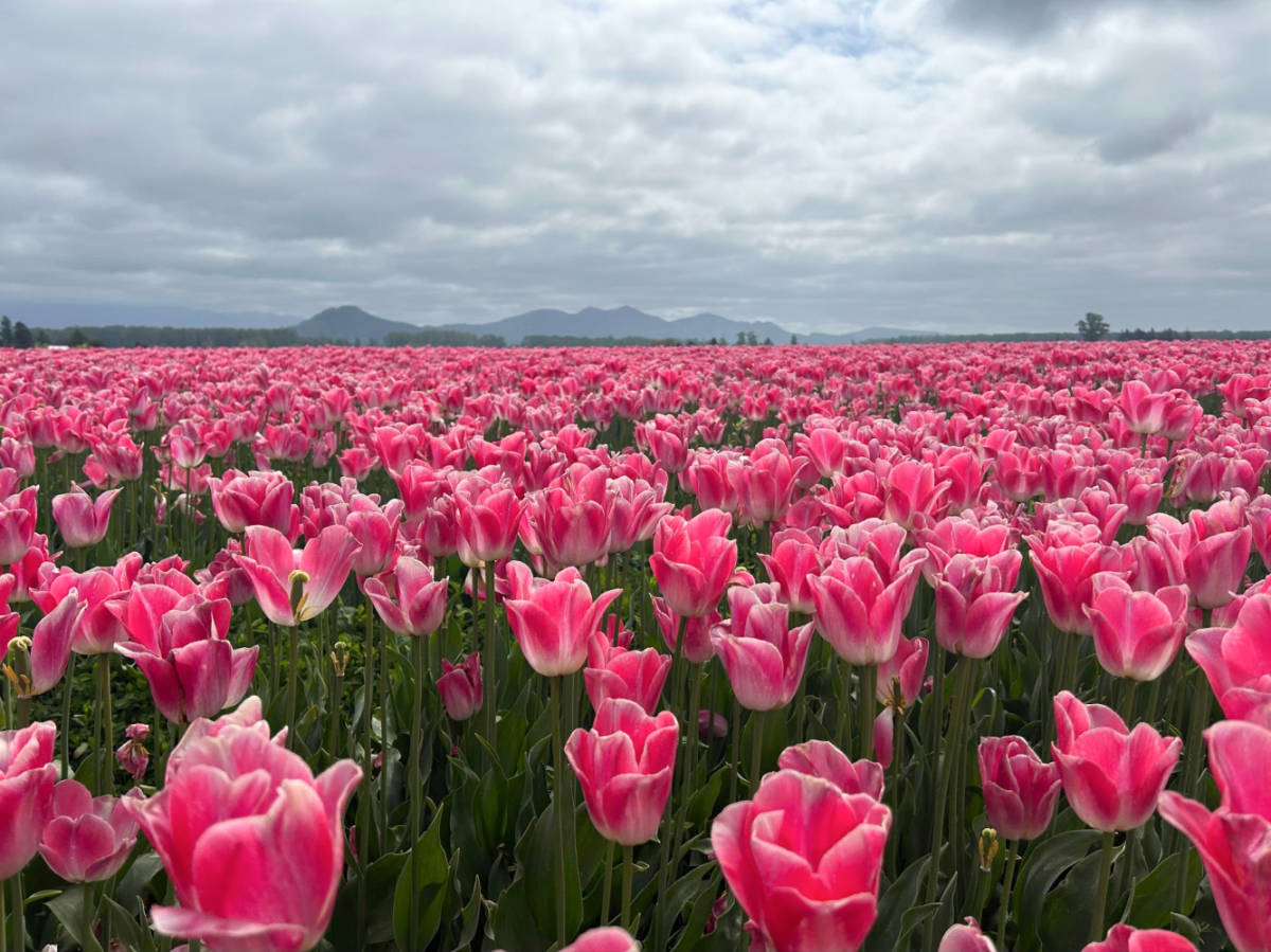 Closeup look of the full bloom tulips
