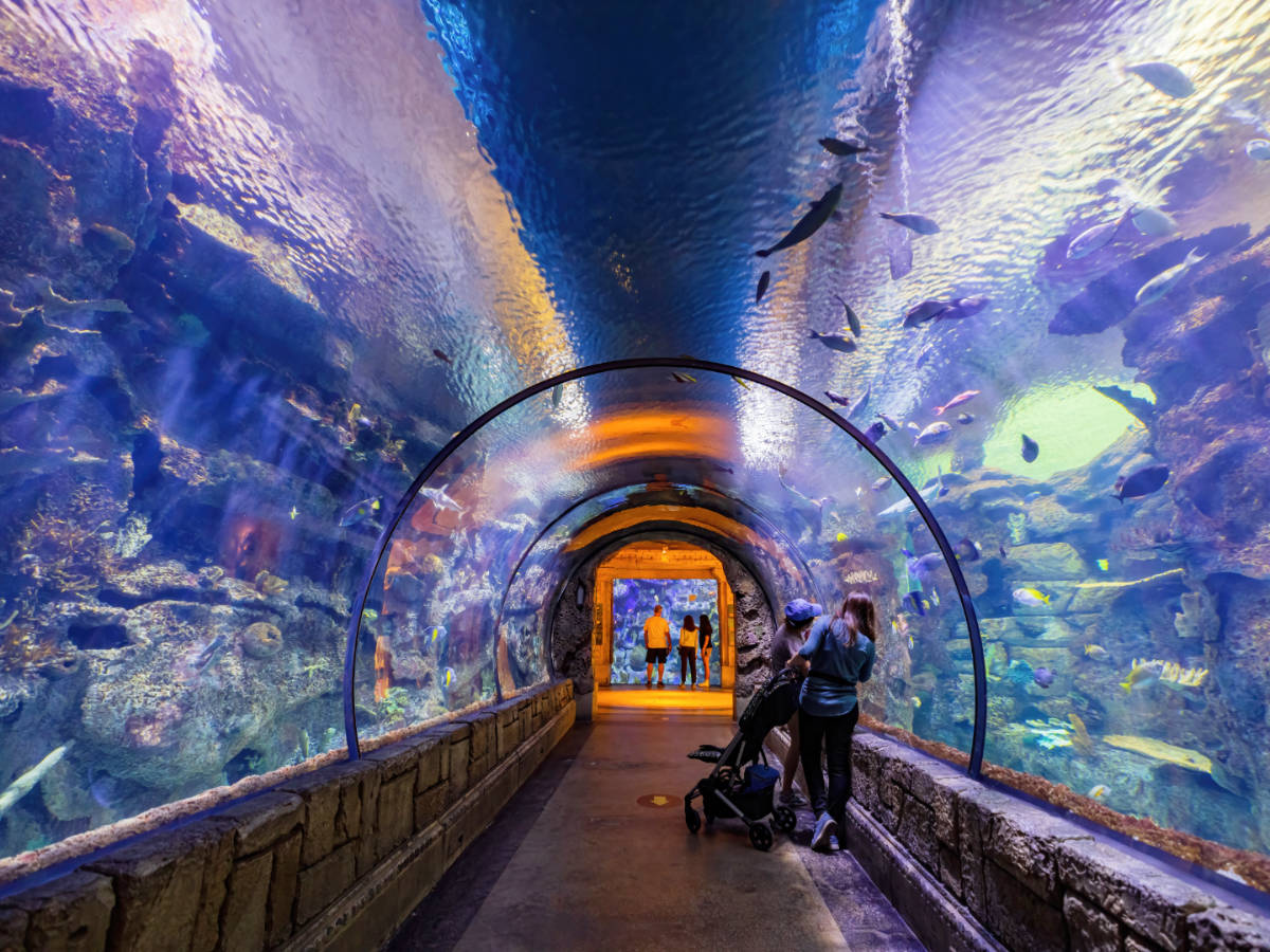 A mother and a kid enjoying their day at the Shark Reef Aquarium