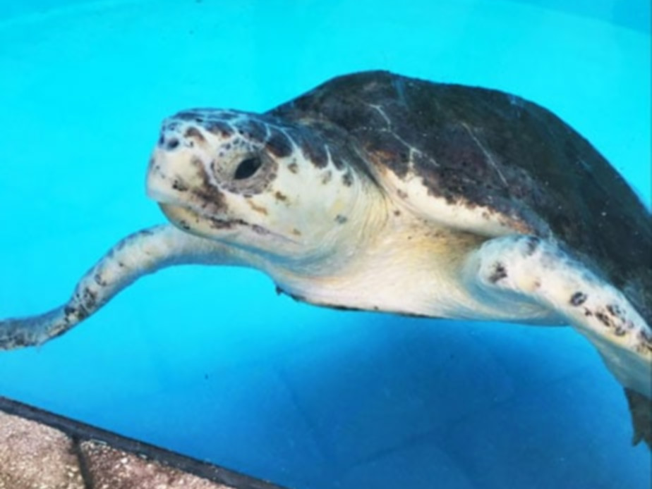 View of a Turtle undergoing rehab at the Loggerhead Marinelife Center